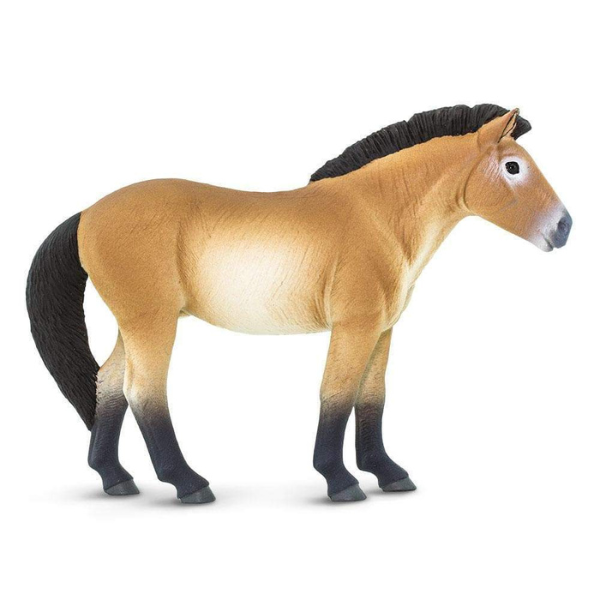 Safari Ltd - Przewalski's Horse