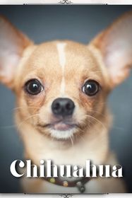 Chihuahua: Dog breed overview and guide | Shop Today. Get it