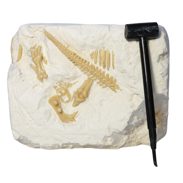 Dinosaur Fossil Excavation Toys-Archaeological Blind Box Set