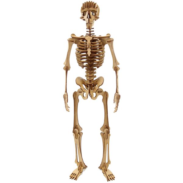 Wow We - 3D Wooden Model | 3D Puzzle | Complex Human Skeleton