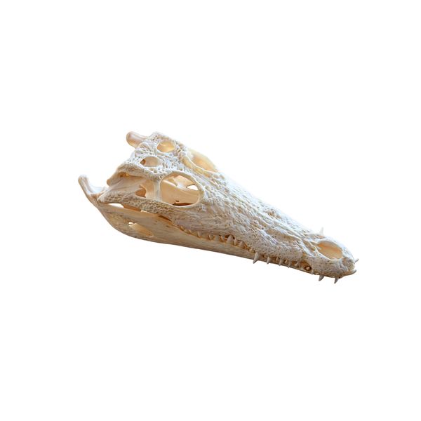 Nile Crocodile Skull | Wild &amp; Authentic African Statement Piece
