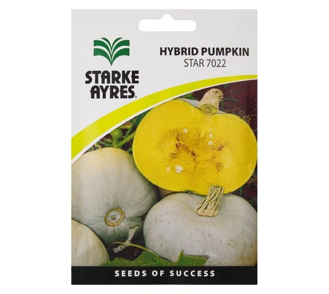 Hybrid Pumpkin Star 7022 Seeds - 2 Pack