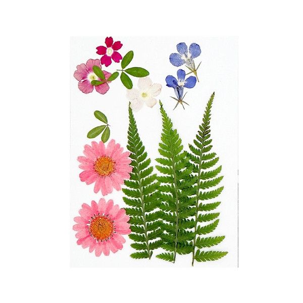 Pressed Dried Flowers, Style 12.4