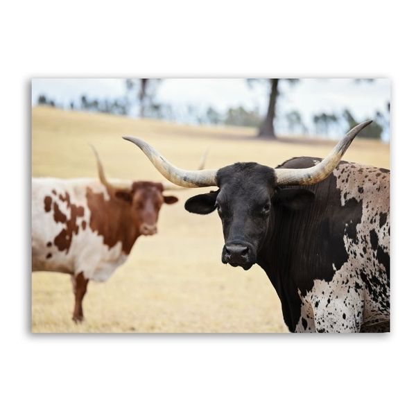 Nguni Side View Canvas Animals Wall Art