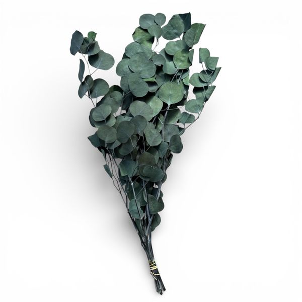 Elegant Dried Eucalyptus Stems - 60 cm Natural Preserved Bouquet