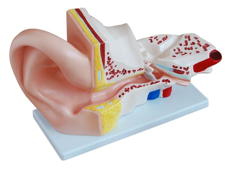 Ear Model (Large) - 4 Parts -School/Medical Educational Teaching Tool