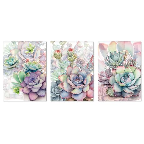 3 x Small Succulent Plant Selection – The Art of Succulents