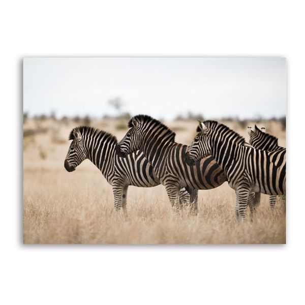 Three Zebras Canvas Animals Wall Art