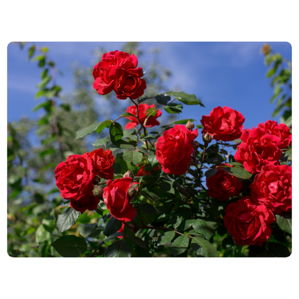 Red Rose Bush Printed Mouse Pad