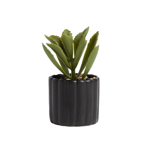 Home and Party Back Rib Succulent