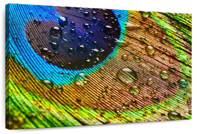 Canvas Art - Peacock Feather Canvas Wall Art For Living Bedroom