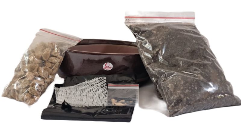 Bonsai Starter Kit - Chinese Elm