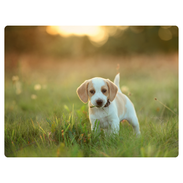 Puppy In Field Mouse Pad