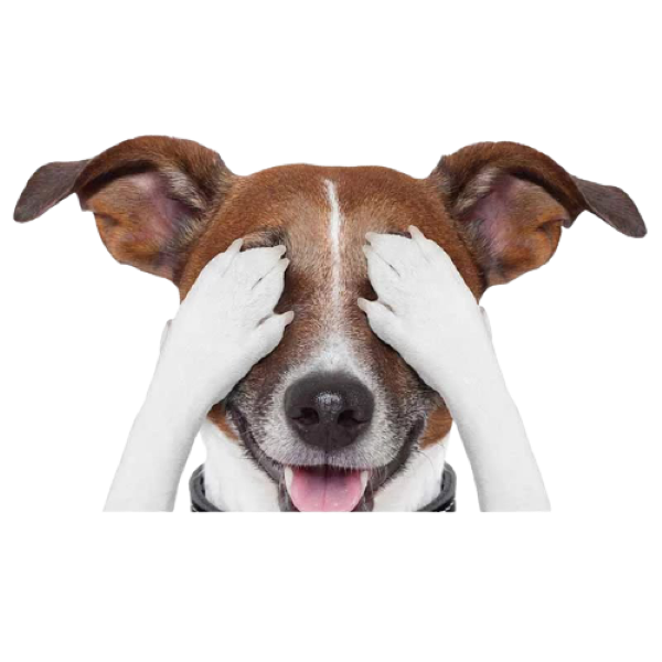 Jack Russell Terrier Vinyl Car Sticker