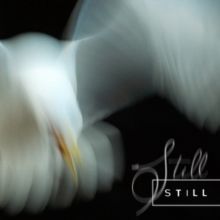 Still (CD / Album)