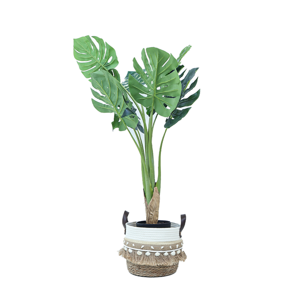 Monstera Deliciosa in Boho Basket - The Ultimate Tropical Statement Plan