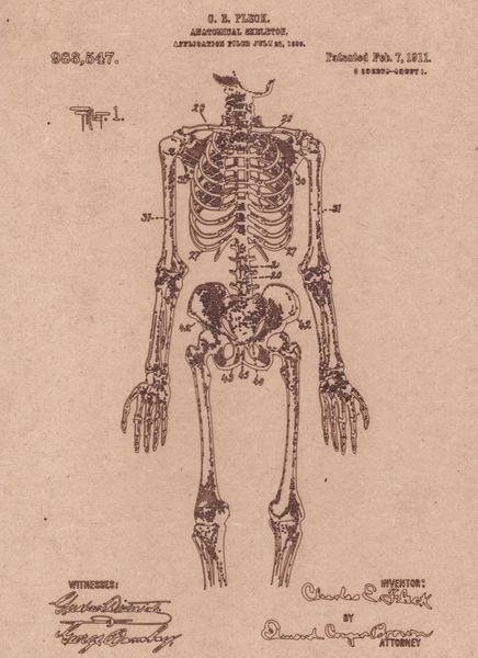 Vintage Patent Sketch Style Anatomical Skeleton - Unframed