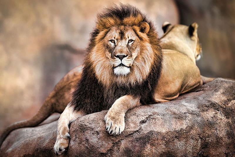 King of the Pride - Poster