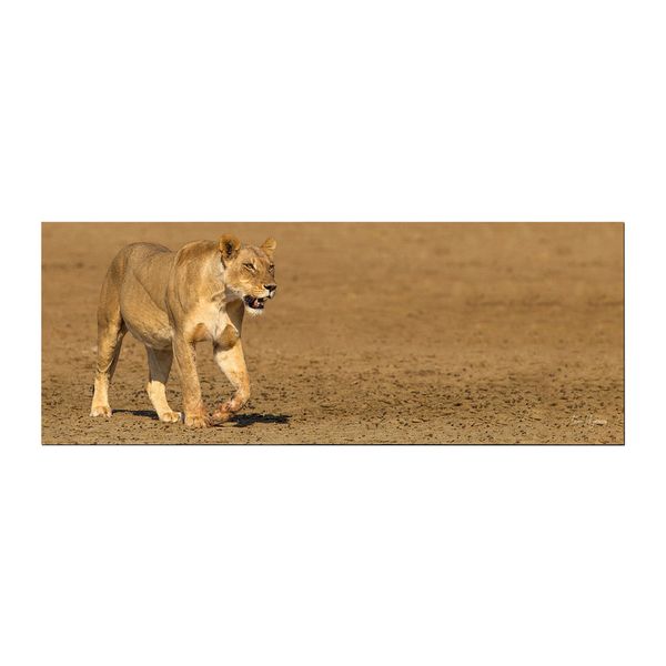 Lioness Strolling in Nossob River bed Large Desk Pad By Fanie Heymans