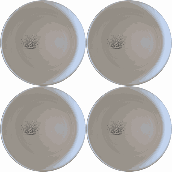 Tillandsia Air Plants Bowl Set of 4 - Range 3