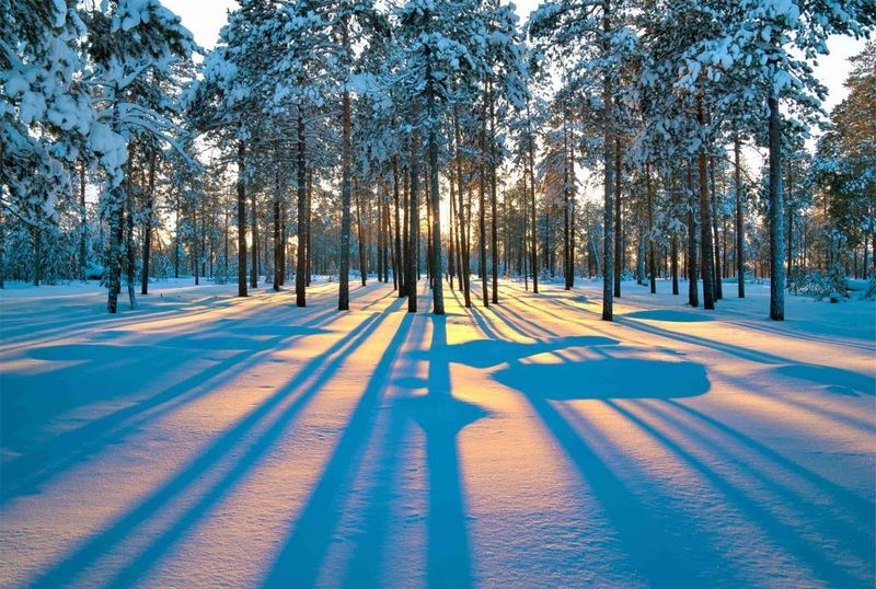 Laptop Skin Tall Trees Snow
