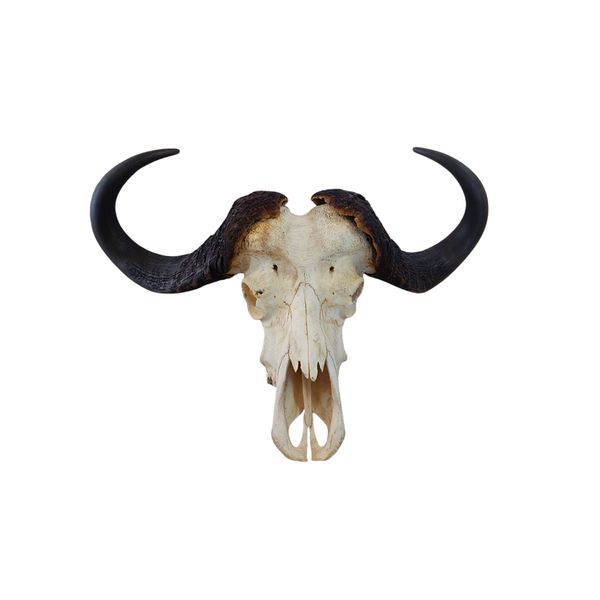 Geniune Buffalo Skull Wall Mount