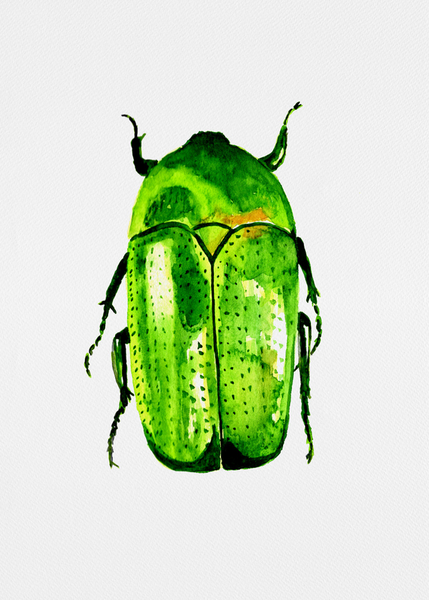 Poster Unframed Green June Beetle Or Cotinis Nitida Shop Today Get It Tomorrow 1655