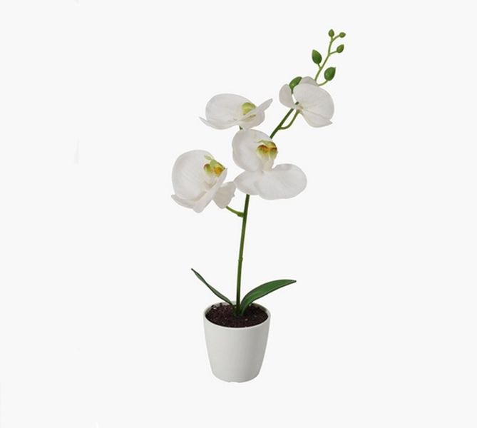 LALA 30 cm Mini Orchid In Plastic Pot