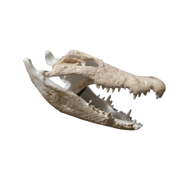 Fauna Miniature Relics Crocodile Skull - 3D Printed Decorative Display