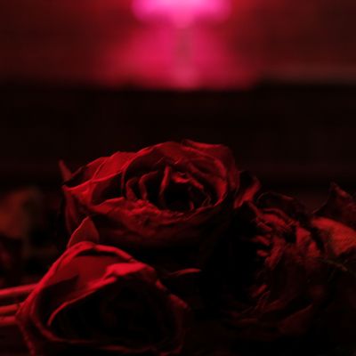 Roses (Vinyl / 12" Album)