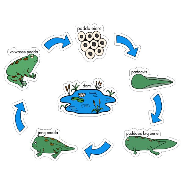 Lewensiklus Van Die Padda Fridge Magnets -12 Pack