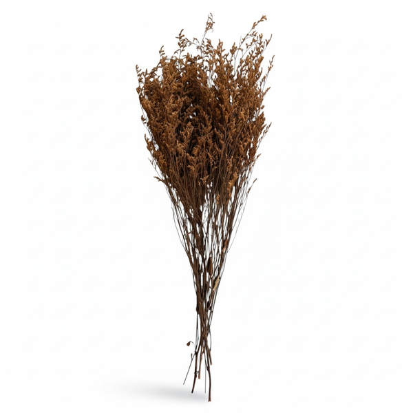 Elegant Preserved Caspia Stems-70cm Decorative Dried Floral Bouquet- Brown