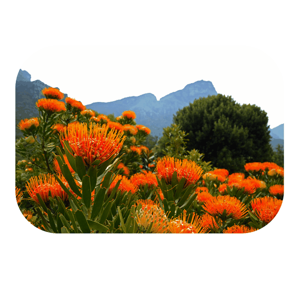 Orange Field Flowers Printed Mouse Pad