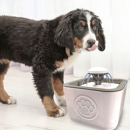 Timed water best sale bowl for dogs