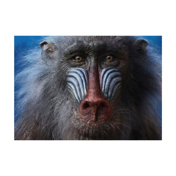 Rafiki The Monkey Realistic - A1 poster