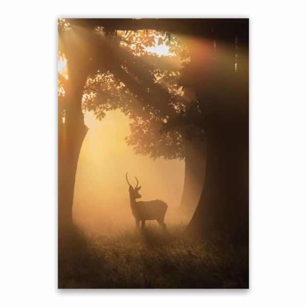 Deer In The Sunset Poster - A1