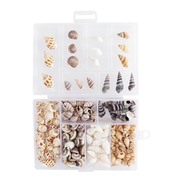 Craft Party &amp; Fish Tank Decor Small Natural Sea Shells 100pcs (12cm)