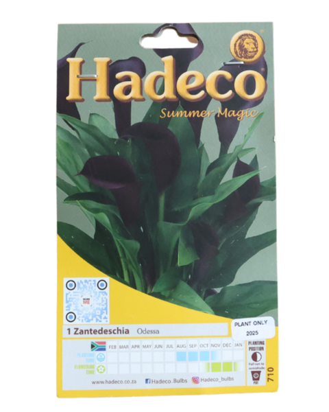 Zantedeschia (Calla Lily) - Odessa - 1 Bulb Pack