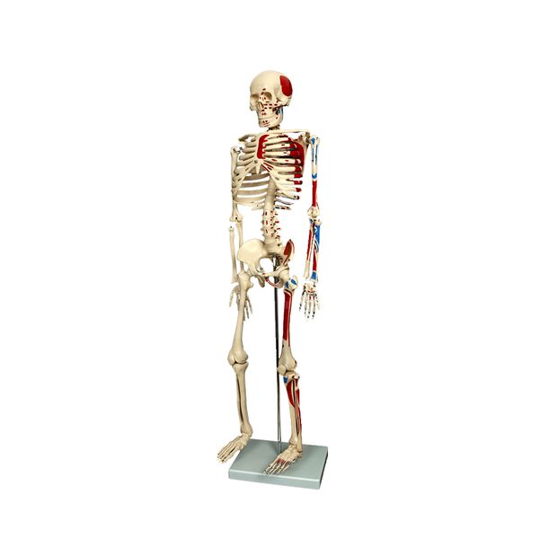 Educational Skeleton Model Painted &amp; Numbered Muscle Insertions - 85cm