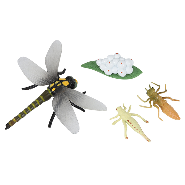 Life Cycle Of A Dragonfly Insects Life Cycles Growth Model Toys