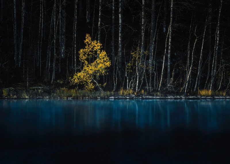 Premium Framed Canvas Print: Yellow Tree