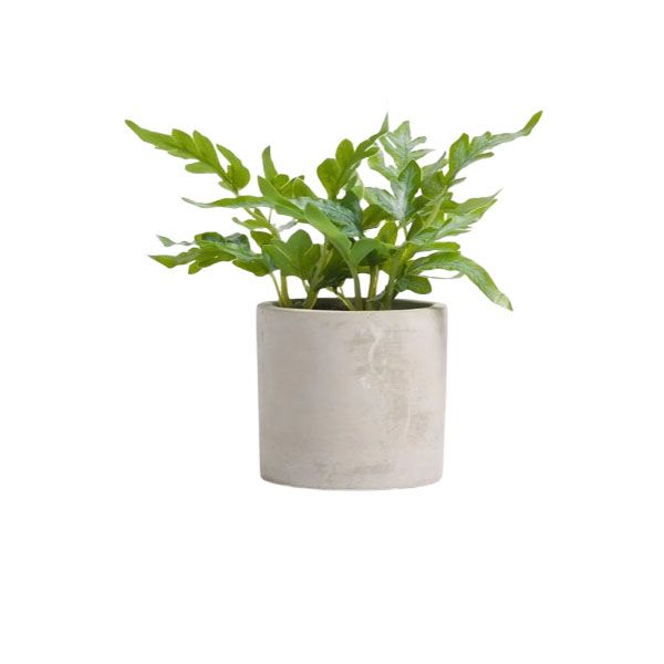 Home and Party Home Doryoteris Small Potted Plant
