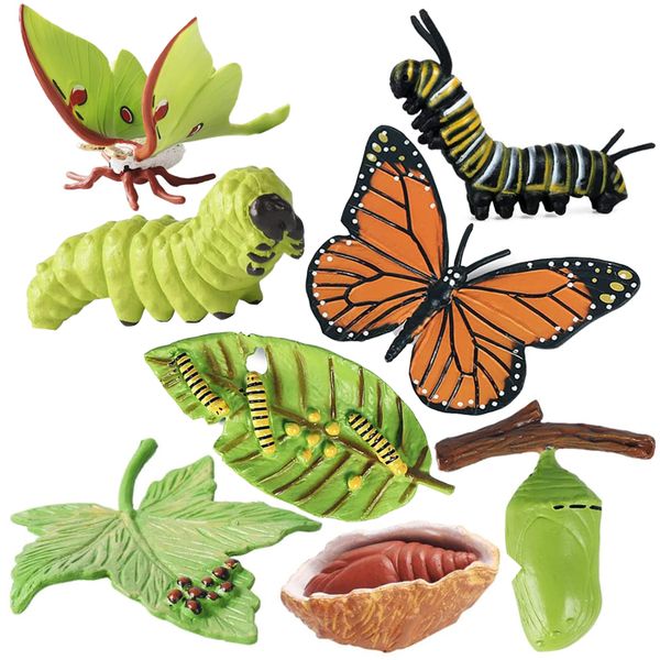 Monarch Butterfly Life Growth Cycle &amp; Actias Ningpoana Montessori Kids Toys