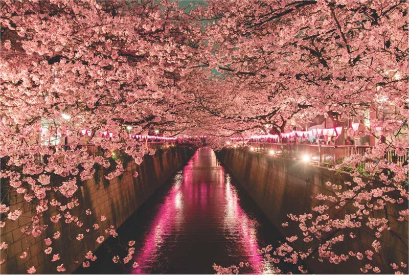 Laptop Skin Pink Blossoms