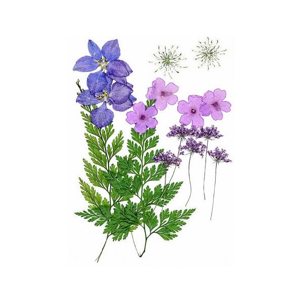 Pressed Dried Flowers, Style 12.12