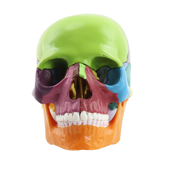 Medical-Skull Human Body Model Education Skull Model,Multicolor