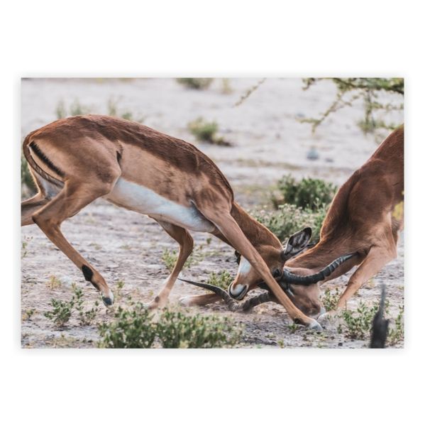 Namibian Wildlife - A1 Poster