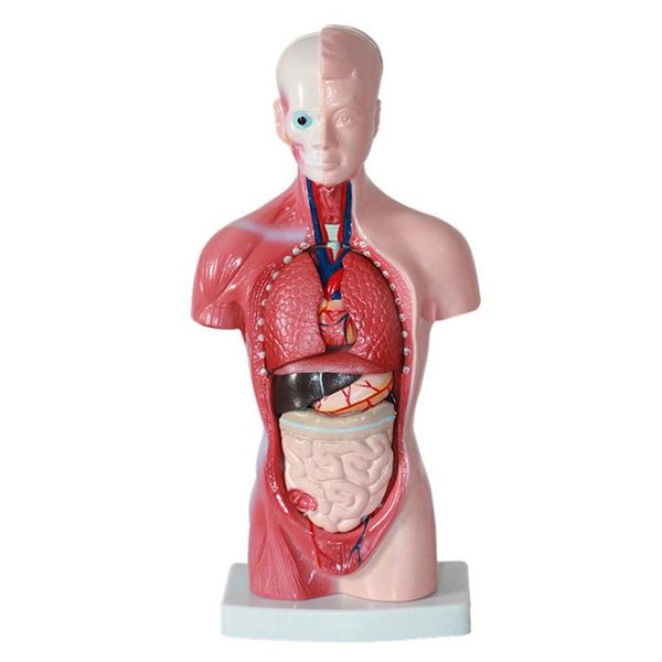 11 Inch Human Torso Body Model Anatomy Anatomical Compatible with None