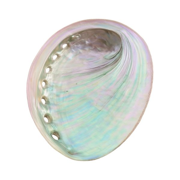 Abalone Shell Ornament With Iridescent Finish - Multi-Color