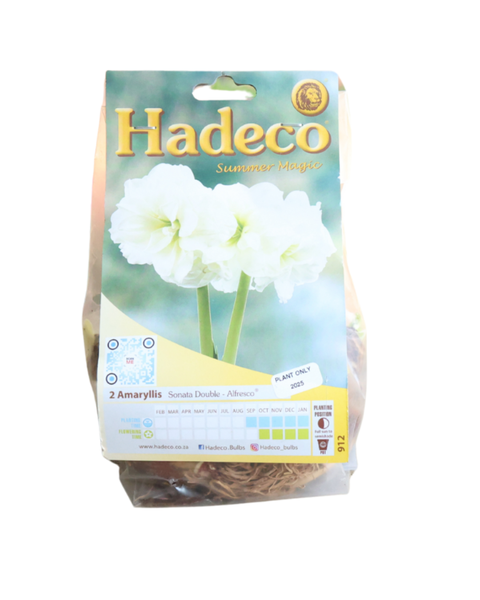 Hippeastrum (Amaryllis) Sonata Double - Alfresco - 2 Bulbs Pack